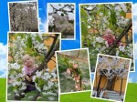 2019.04 Spring Blossoms&nbsp;collage